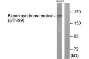 Western blot analysis of extracts from HepG2 cells, using Bloom Syndrome (Phospho-Thr99) Antibody. (Bloom Syndrome (AA 65-114), (pThr99) Antikörper)