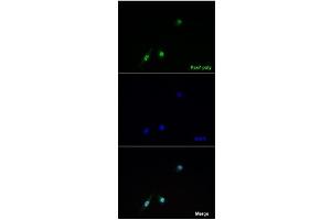 Immunofluorescence -- Sample Type: Overexpression of Pax7 in C2C12 cellsDilution: 1:100 (PAX7 Antikörper  (Middle Region))