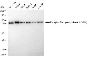 Western blotting analysis using Phospho-Glycogen synthase 1 (S641) antibody (ABIN7798774). (Rekombinanter Glycogen Synthase 1 Antikörper  (pSer641))