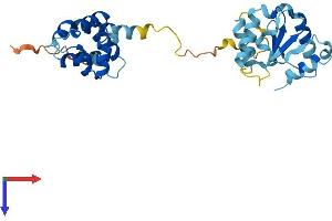 MYD88 Protein (AA 1-296) (His tag)