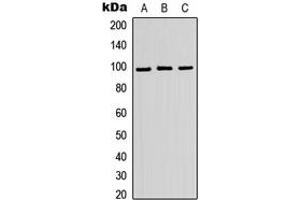 Western blot analysis of ATP6V0A2 expression in HEK293T (A), Raw264. (ATP6V0A2 Antikörper  (Center))