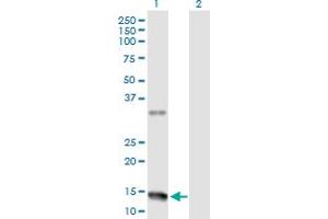 Western Blot analysis of NMU expression in transfected 293T cell line by NMU MaxPab polyclonal antibody. (Neuromedin U Antikörper  (AA 1-174))
