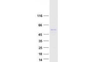 Validation with Western Blot (RNPS1 Protein (Transcript Variant 2) (Myc-DYKDDDDK Tag))