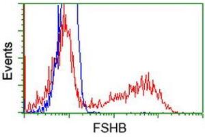 HEK293T cells transfected with either RC214616 overexpress plasmid (Red) or empty vector control plasmid (Blue) were immunostained by anti-FSHB antibody (ABIN2453050), and then analyzed by flow cytometry. (FSHB Antikörper)