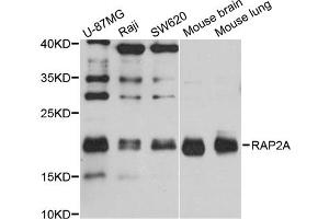 Western blot analysis of extracts of various cell lines, using RAP2A antibody (ABIN1874550) at 1:1000 dilution.