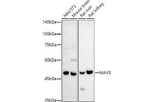 Western blot analysis of extracts of various cell lines, using MAVS antibody (ABIN6132297, ABIN6143583, ABIN6143584 and ABIN6221441) at 1:500 dilution.