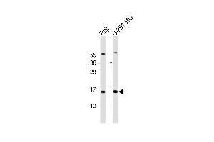 Western Blot at 1:2000 dilution Lane 1: Raji whole cell lysate Lane 2: U-251 MG whole cell lysate Lysates/proteins at 20 ug per lane. (NT5C Antikörper  (AA 27-60))