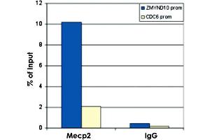ChIP results obtained with the MECP2 polyclonal antibody . (MECP2 Antikörper  (C-Term))