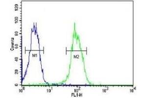 KDR antibody flow cytometric analysis of MDA-MB435 cells (green) compared to a negative control (blue). (VEGFR2/CD309 Antikörper  (AA 1153-1182))