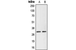 Western blot analysis of NEURL2 expression in Human Placenta (A), KNRK (B) whole cell lysates.