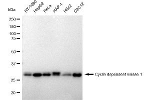 Western blotting analysis using Cyclin dependent kinase 1 antibody (ABIN7798205).