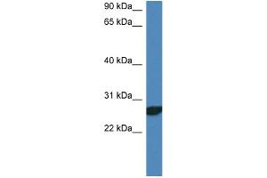WB Suggested Anti-Ndfip2 Antibody   Titration: 1. (NDFIP2 Antikörper  (N-Term))