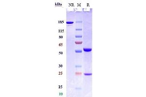 Anti-CSF2 / GM-CSF Reference Antibody (lenzilumab) on SDS-PAGE under reducing (R) condition. (Rekombinanter CSF2 (Lenzilumab Biosimilar) Antikörper)