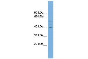 Western Blot showing EDIL3 antibody used at a concentration of 1-2 ug/ml to detect its target protein.