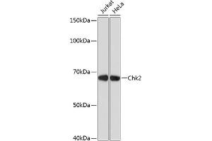 Western blot analysis of extracts of various cell lines, using Chk2 antibody (ABIN7266294) at 1:1000 dilution. (CHEK2 Antikörper)