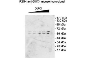 Western Blot analysis of Mouse C2C12 cell lysate showing detection of DUX4 protein using Mouse Anti-DUX4 Monoclonal Antibody, Clone P2B1 (ABIN863109). (DUX4 Antikörper  (C-Term))