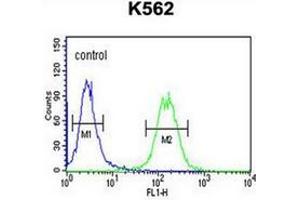 Flow cytometry analysis of K562 cells using GALR1 Antibody (Center) Cat. (Galanin Receptor 1 Antikörper  (Middle Region))