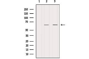 KRT9 Antikörper  (Internal Region)