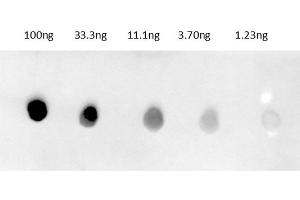 Dot Blot of Anti-Rabbit IgG Antibody680 Conjugate Dot Blot results of Donkey Anti-Rabbit IgG Antibody680 Conjugate. (Esel anti-Kaninchen IgG Antikörper (DyLight 680) - Preadsorbed)