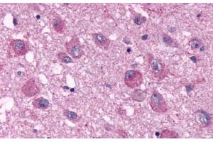 Anti-PPYR1 antibody  ABIN1049234 IHC staining of human brain. (NPY4R Antikörper  (Extracellular Domain))