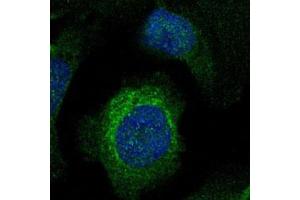 Immunofluorescent staining of U-2 OS with LIMCH1 polyclonal antibody  (Green) shows positivity in cytoplasm.