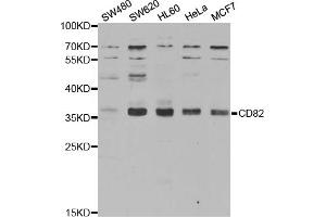 Western blot analysis of extracts of various cell lines, using CD82 antibody (ABIN5970896) at 1/1000 dilution. (CD82 Antikörper)