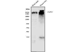 Western blot analysis of AKAP12 using anti-AKAP12 antibody (ABIN7601563).