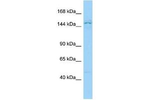 Western Blotting (WB) image for anti-Protein Phosphatase 1, Regulatory (Inhibitor) Subunit 9A (PPP1R9A) (N-Term) antibody (ABIN2790677)