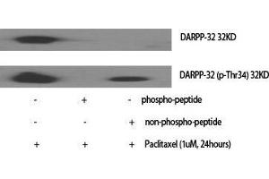 Western Blot (WB) analysis of specific cells using Phospho-DARPP-32 (T34) Polyclonal Antibody. (DARPP32 Antikörper  (pThr34))
