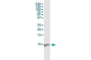 Western Blotting (WB) image for anti-Barrier To Autointegration Factor 1 (BANF1) (AA 1-89) antibody (ABIN563813)