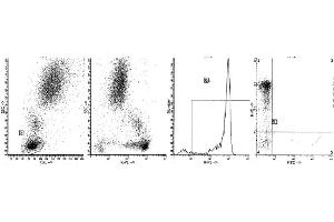 Image no. 1 for anti-Protein tyrosine Phosphatase, Receptor Type, C (PTPRC) antibody (ABIN1106409) (CD45 Antikörper)