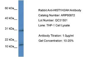 Western Blotting (WB) image for anti-Histone H2A Type 1-H (HIST1H2AH) (C-Term) antibody (ABIN2788614)