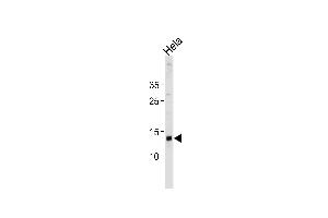 D Antibody (N-term) 20466a western blot analysis in Hela cell line lysates (35 μg/lane). (DAP Antikörper  (N-Term))