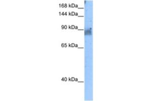 Western Blotting (WB) image for anti-NEL-Like 2 (Chicken) (NELL2) antibody (ABIN2462998)