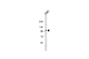 Anti-SRPK1 Antibody (N-term)at 1:2000 dilution + K562 whole cell lysate Lysates/proteins at 20 μg per lane. (SRPK1 Antikörper  (N-Term))