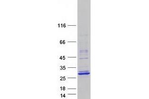Western Blotting (WB) image for Transcription Factor 23 (TCF23) protein (Myc-DYKDDDDK Tag) (ABIN2733355)