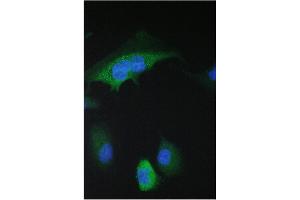 IF analysis of 14-3-3 sigma using anti-14-3-3 sigma antibody (ABIN5693156). (14-3-3 sigma/SFN Antikörper  (AA 1-248))