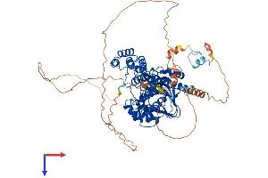 Aspartate beta Hydroxylase Protein (AA 1-741) (His tag)