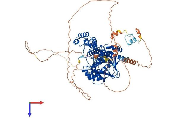 Aspartate beta Hydroxylase Protein (AA 1-741) (His tag)