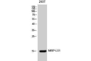 Western Blotting (WB) image for anti-Mitochondrial Ribosomal Protein L51 (MRPL51) (Internal Region) antibody (ABIN3176119) (MRPL51 Antikörper  (Internal Region))