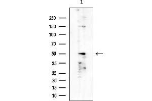 anti-Sprouty-Related, EVH1 Domain Containing 1 (SPRED1) antibody