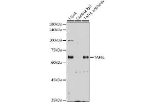 Immunoprecipitation analysis of 300 μg extracts of HeLa cells using 3 μg TL antibody (ABIN7270717). (TAF6L Antikörper  (AA 1-200))