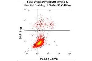 Flow Cytometry using ABCB5 Antibody (N-Term) Cat (ABIN390068 and ABIN2840592) on SkMel-30 cell line. (ABCB5 Antikörper  (N-Term))