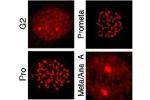 Image no. 3 for anti-MLF1 Interacting Protein (MLF1IP) (Thr78) antibody (ABIN401343) (MLF1IP Antikörper  (Thr78))