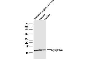 Lane1: Human Myoglobin Protein lysates Lane 2: mouse muscle lysates Lane 3: mouse muscle lysates probed with Myoglobin Polyclonal Antibody, Unconjugated  at 1:300 dilution and 4˚C overnight incubation. (Myoglobin Antikörper  (AA 2-154))