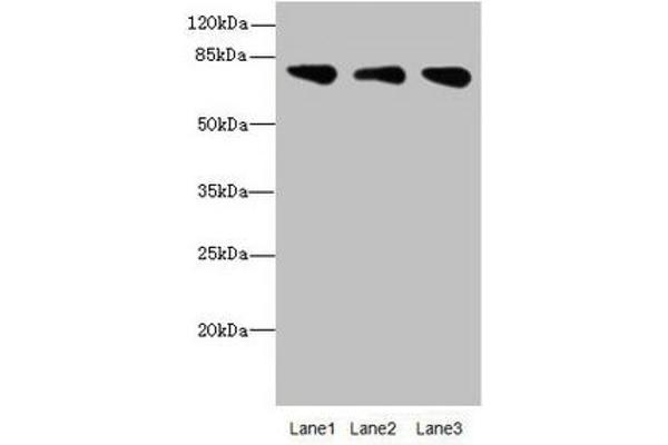 ACSS2 antibody  (AA 462-701)