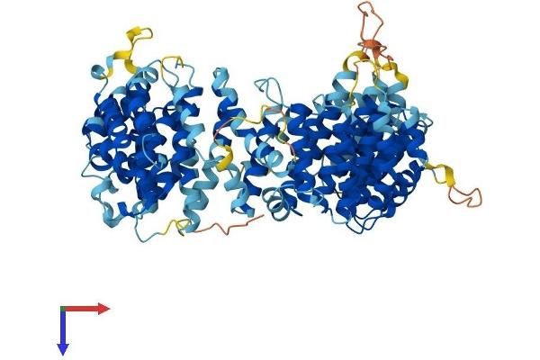 BAAT1 Protein (AA 1-822) (His tag)