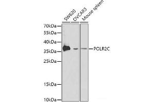Western blot analysis of extracts of various cell lines using POLR2C Polyclonal Antibody at dilution of 1:1000. (POLR2C Antikörper)
