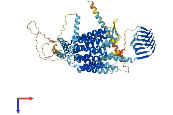 SV2A Protein (AA 1-742) (His tag)