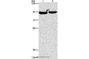 Western blot analysis of Mouse heart and brain tissue, using MARK1 Polyclonal Antibody at dilution of 1:500